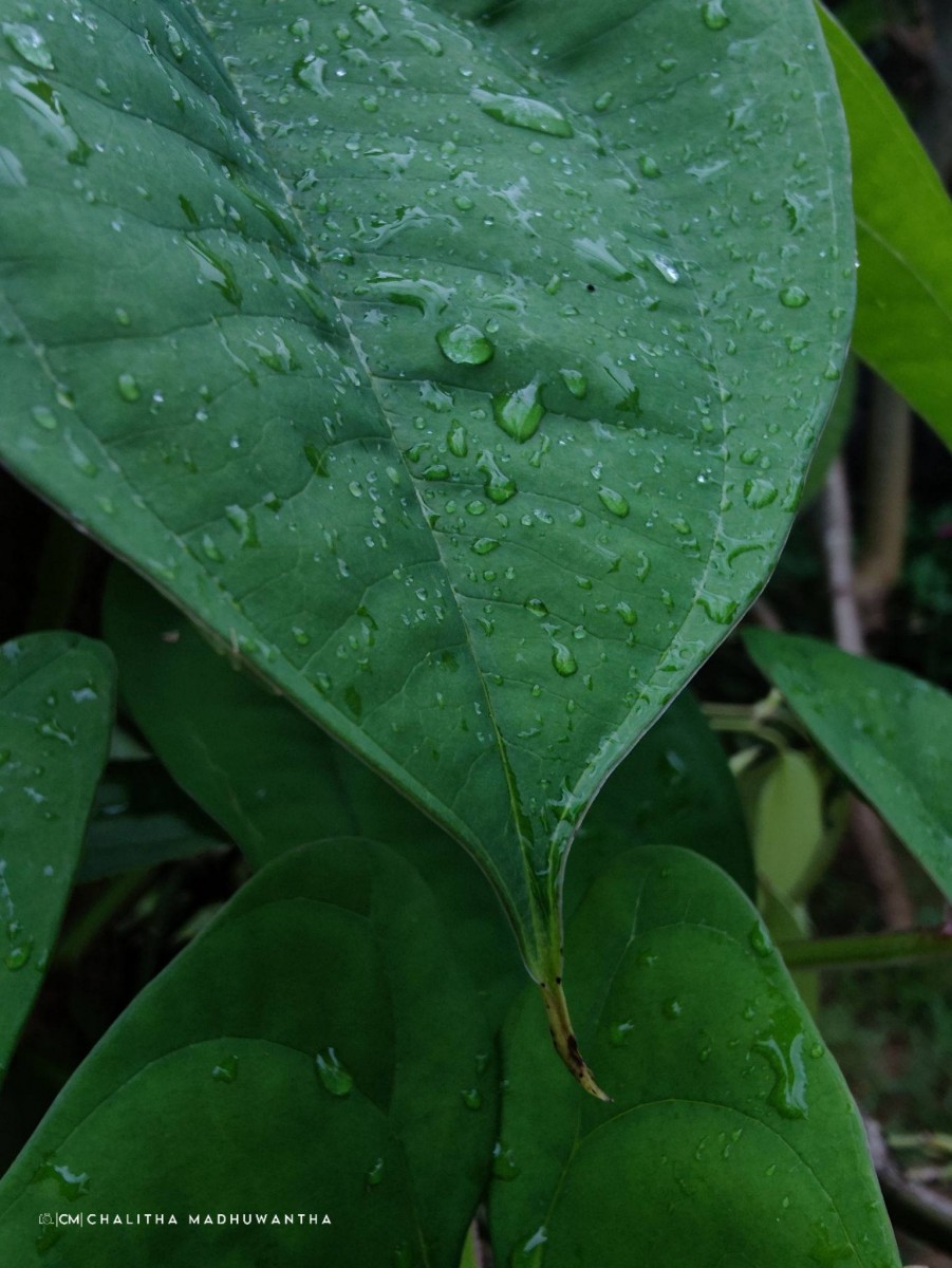 Dioscorea alata L.